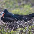Great Frigatebird (Fregata minor)