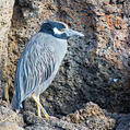 Yellow-crowned Night Heron (Nyctanassa violacea)