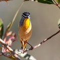 Spotted Pardalote (Pardalotus punctatus)