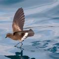 Elliot's Storm Petrel (Oceanites gracilis)
