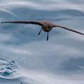 Elliot's Storm Petrel (Oceanites gracilis)