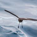 Elliot's Storm Petrel (Oceanites gracilis)