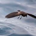 Elliot's Storm Petrel (Oceanites gracilis)