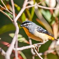 Spotted Pardalote (Pardalotus punctatus)