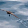 Elliot's Storm Petrel (Oceanites gracilis)