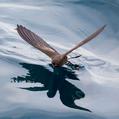 Elliot's Storm Petrel (Oceanites gracilis)