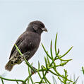 Small Ground Finch (Geospiza fuliginosa)