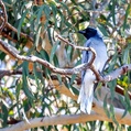 Black-faced Cuckooshrike (Coracina novaehollandiae)