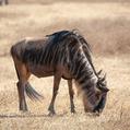 Common Wildebeest (Connochaetes taurinus)