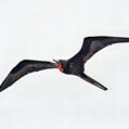 Great Frigatebird (Fregata minor)