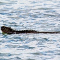 Marine Iguana (Amblyrhynchus cristatus)