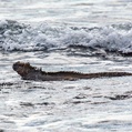 Marine Iguana (Amblyrhynchus cristatus)