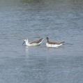 Red-necked Phalarope (Phalaropus lobatus)