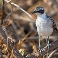 Galapagos Mockingbird (Mimus parvulus)