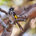 New Holland Honeyeater (Phylidonyris novaehollandiae)