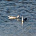 Red-necked Phalarope (Phalaropus lobatus)