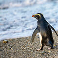 Fiordland Penguin (Eudyptes pachyrhynchus)