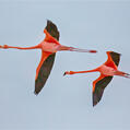 American Flamingo (Phoenicopterus ruber)