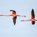American Flamingo (Phoenicopterus ruber)