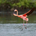 American Flamingo (Phoenicopterus ruber)