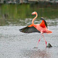 American Flamingo (Phoenicopterus ruber)