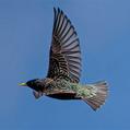 Common Starling (Sturnus vulgaris)