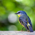 Eastern Yellow Robin (Eopsaltria australis)
