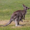 Eastern Grey Kangaroo (Macropus giganteus)