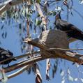 White-winged Chough (Corcorax melanorhamphos)
