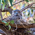Tawny Frogmouth (Podargus strigoides)
