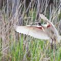 Australian White Ibis (Threskiornis molucca)