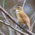 Australian Reed Warbler (Acrocephalus australis)
