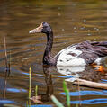 Magpie Goose (Anseranas semipalmata)
