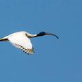 Australian White Ibis (Threskiornis molucca)