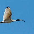 Australian White Ibis (Threskiornis molucca)
