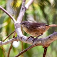 White-browed Scrubwren (Sericornis frontalis)