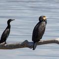 Little Black Cormorant (Phalacrocorax sulcirostris)