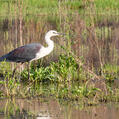 White-necked Heron (Ardea pacifica)