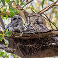Tawny Frogmouth (Podargus strigoides)