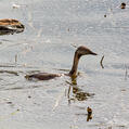 Hoary-headed Grebe (Poliocephalus poliocephalus)