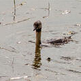 Hoary-headed Grebe (Poliocephalus poliocephalus)