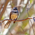 Grey Fantail (Rhipidura albiscapa)