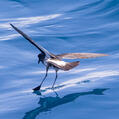 New Zealand Storm Petrel (Fregetta maoriana)