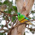 Red-rumped Parrot (Psephotus haematonotus)