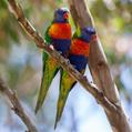 Rainbow Lorikeet (Trichoglossus moluccanus)
