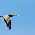 Great Cormorant (Phalacrocorax carbo)