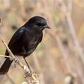 Pied Bush Chat (Saxicola caprata)