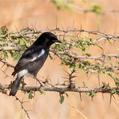 Pied Bush Chat (Saxicola caprata)