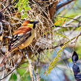 Plain-backed Sparrow (Passer flaveolus)