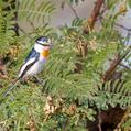 White-bellied Minivet (Pericrocotus erythropygius)